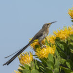 Cape Sugarbird (image by Mark Beaman)