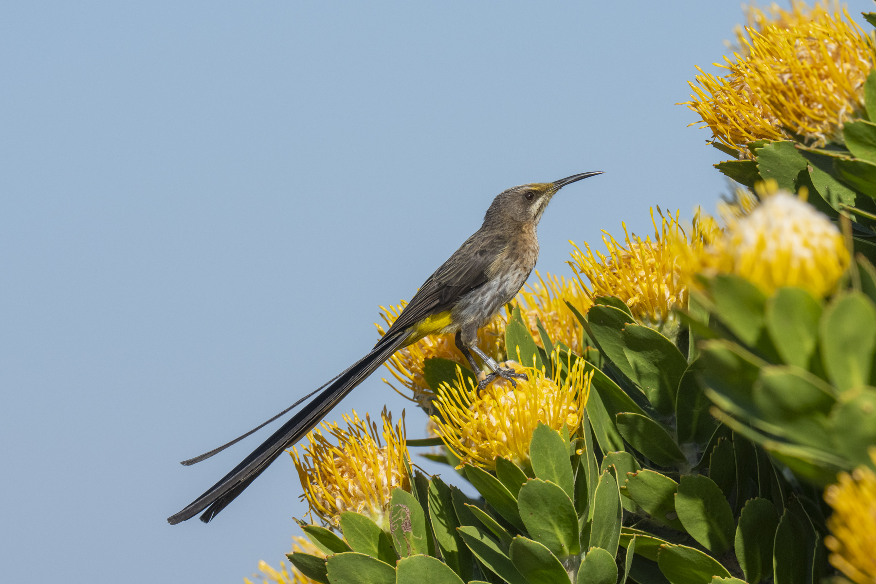 Cape Sugarbird (image by Mark Beaman)