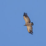 Cape Vulture (image by Mark Beaman)