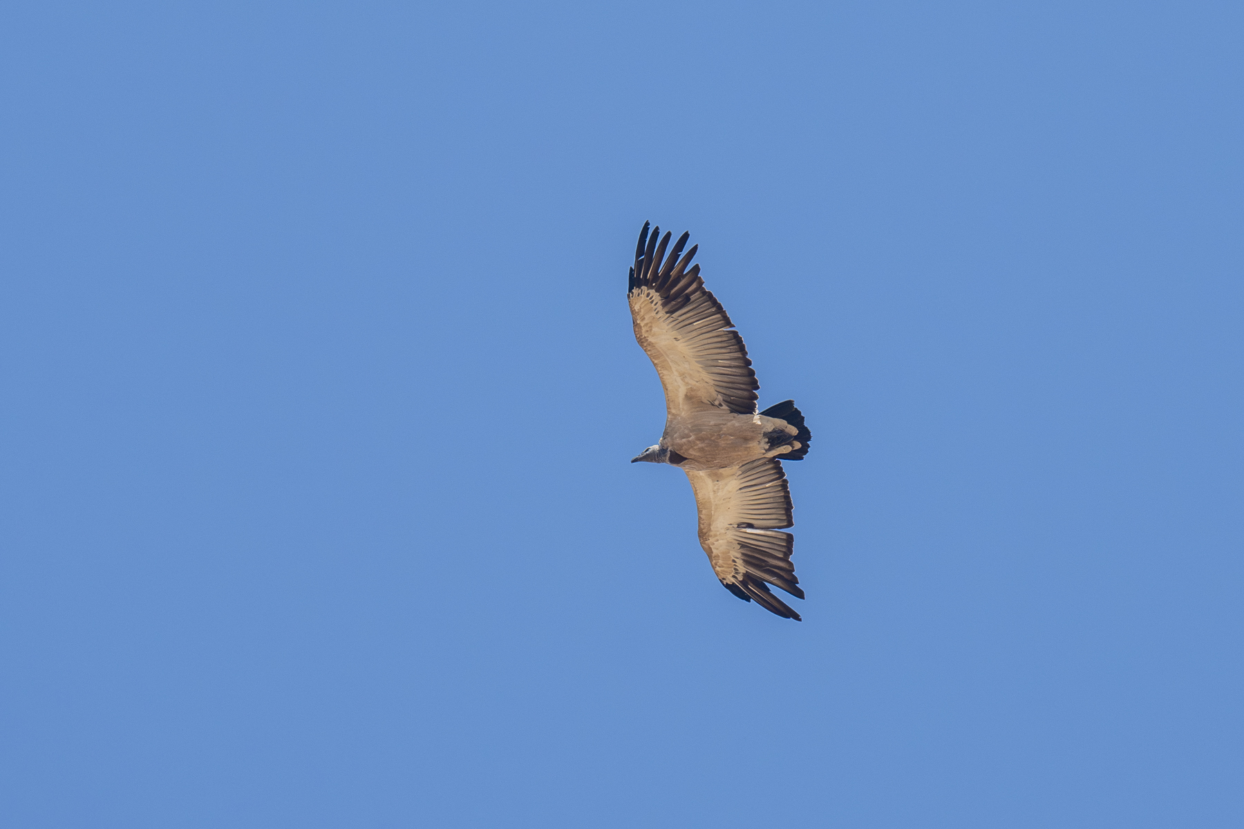 Cape Vulture (image by Mark Beaman)