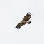 Cape Vulture (image by Mark Beaman)