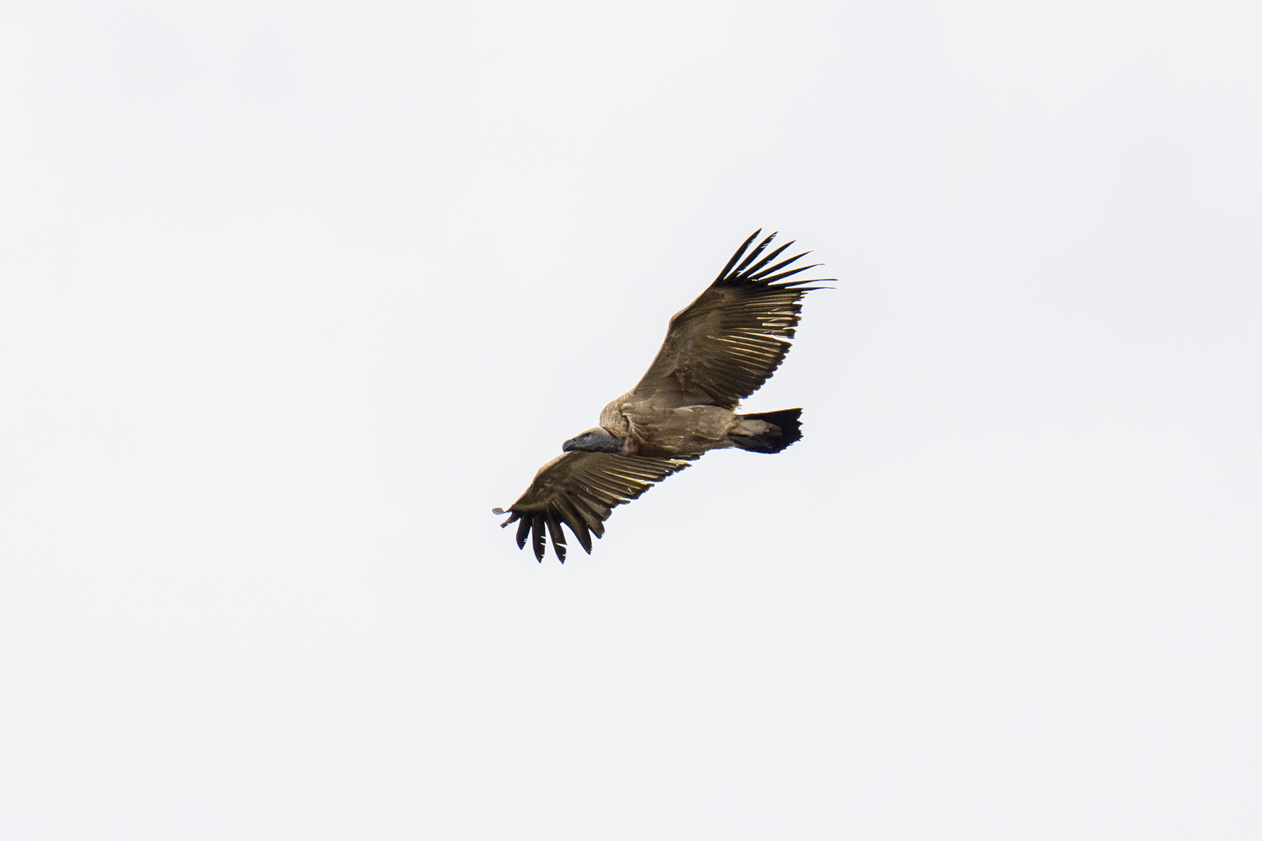 Cape Vulture (image by Mark Beaman)