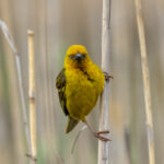 Cape Weaver (image by Mark Beaman)