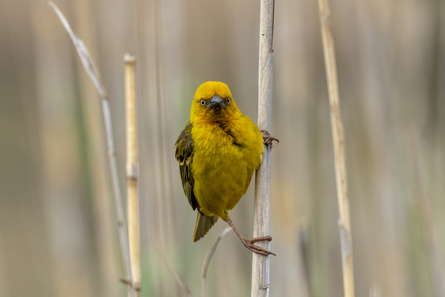 Cape Weaver (image by Mark Beaman)