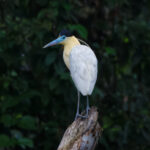 Capped Heron (image by Leo Garrigues)