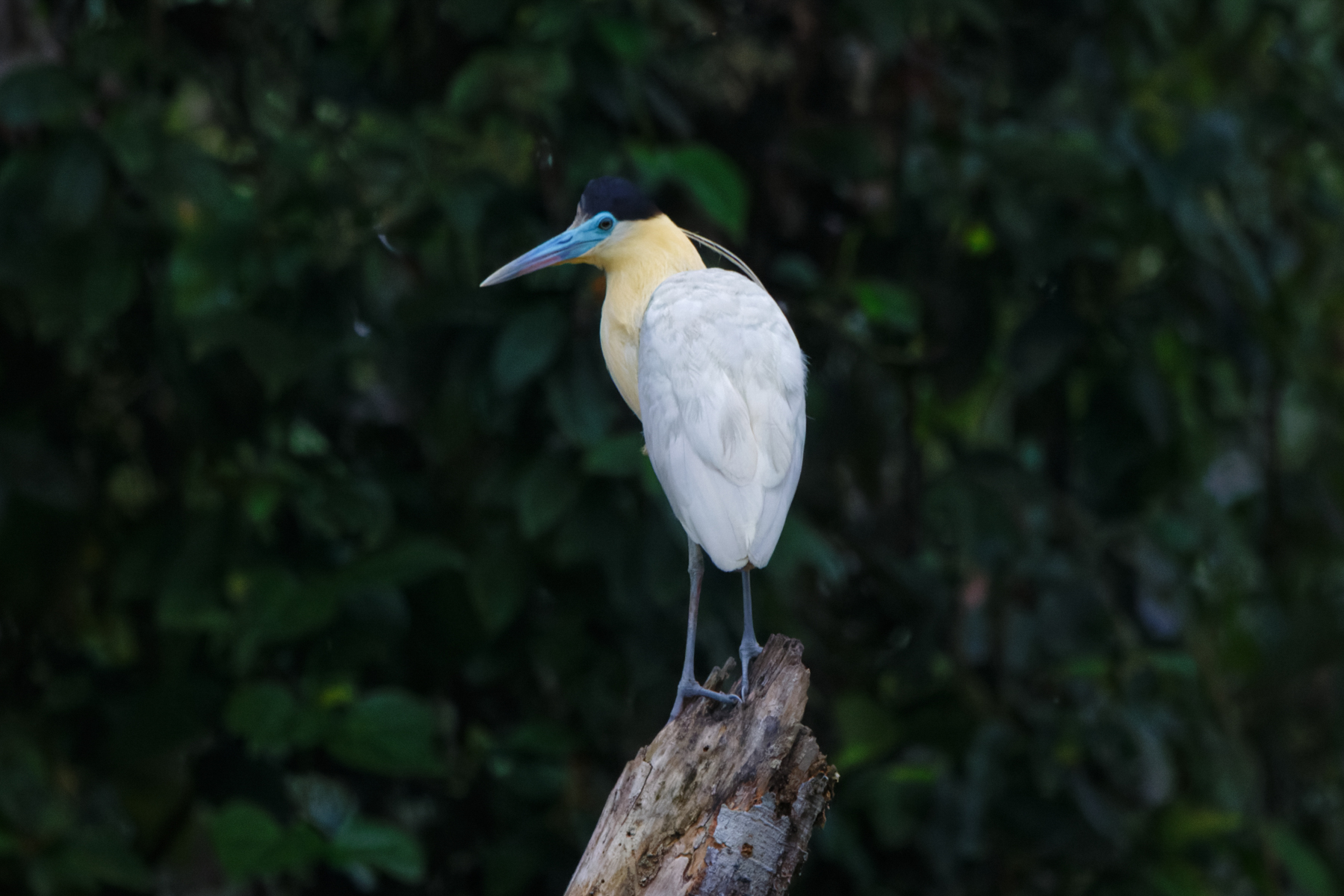 Capped Heron (image by Leo Garrigues)