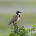 Capped Wheatear (image by Mark Beaman)