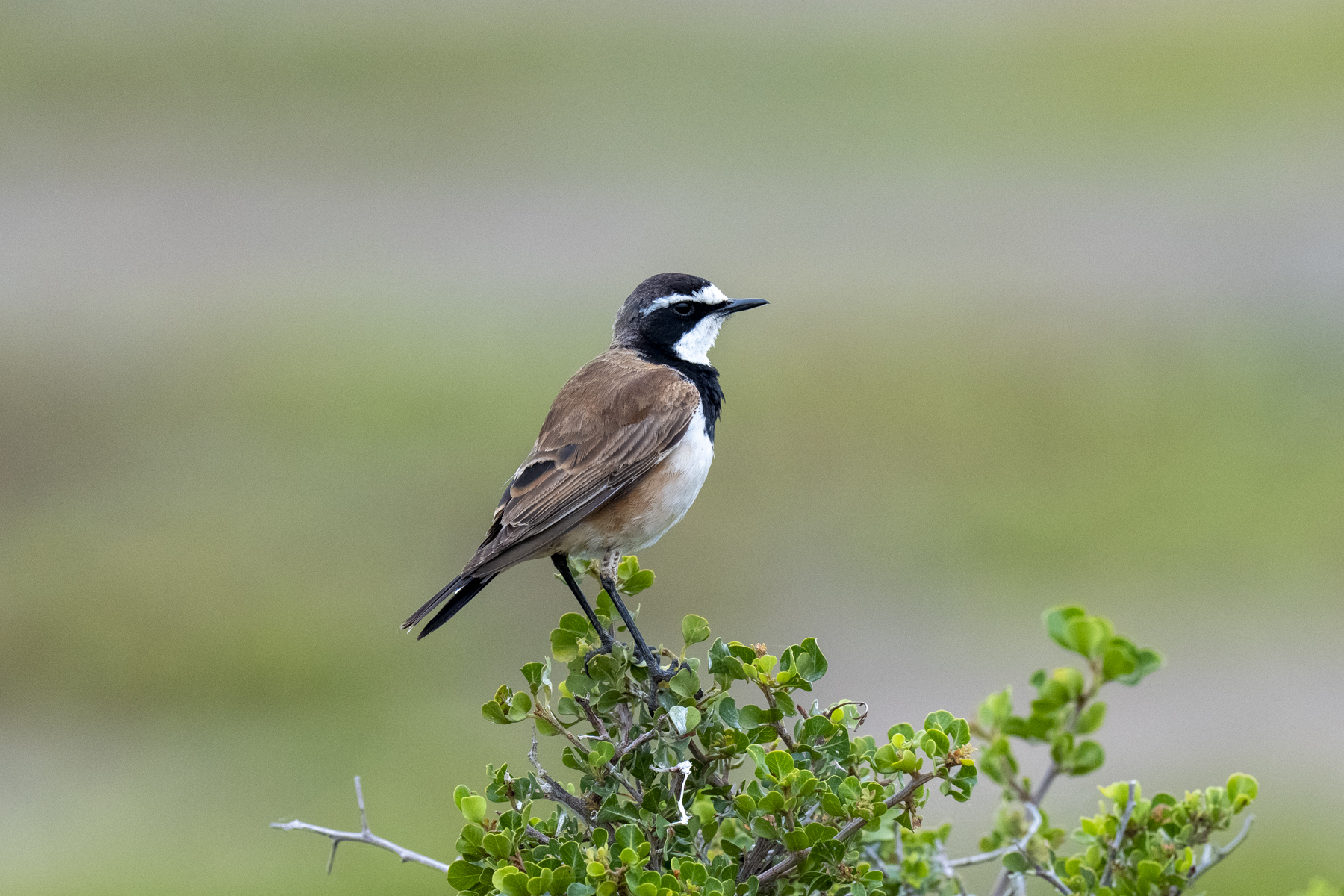 Capped Wheatear (image by Mark Beaman)