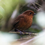 Chachapoyas Antpitta (image by Leo Garrigues)
