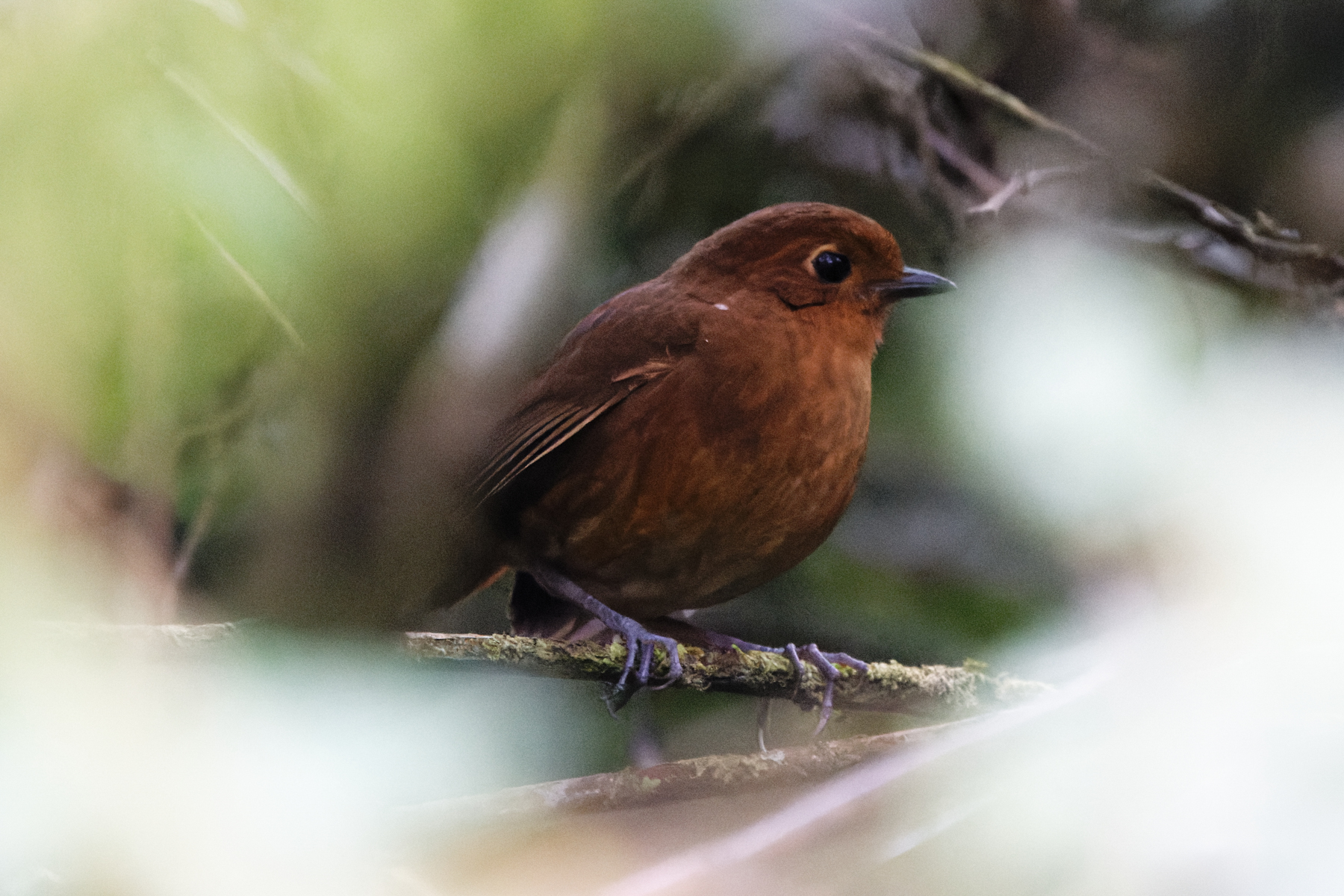 Chachapoyas Antpitta (image by Leo Garrigues)