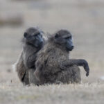 Chacma Baboons (image by Mark Beaman)