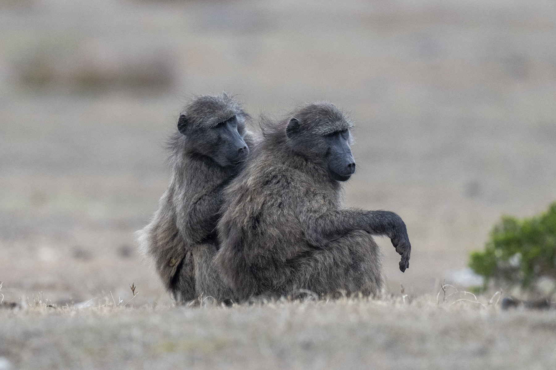 Chacma Baboons (image by Mark Beaman)