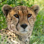 Cheetah (image by Nik Borrow)