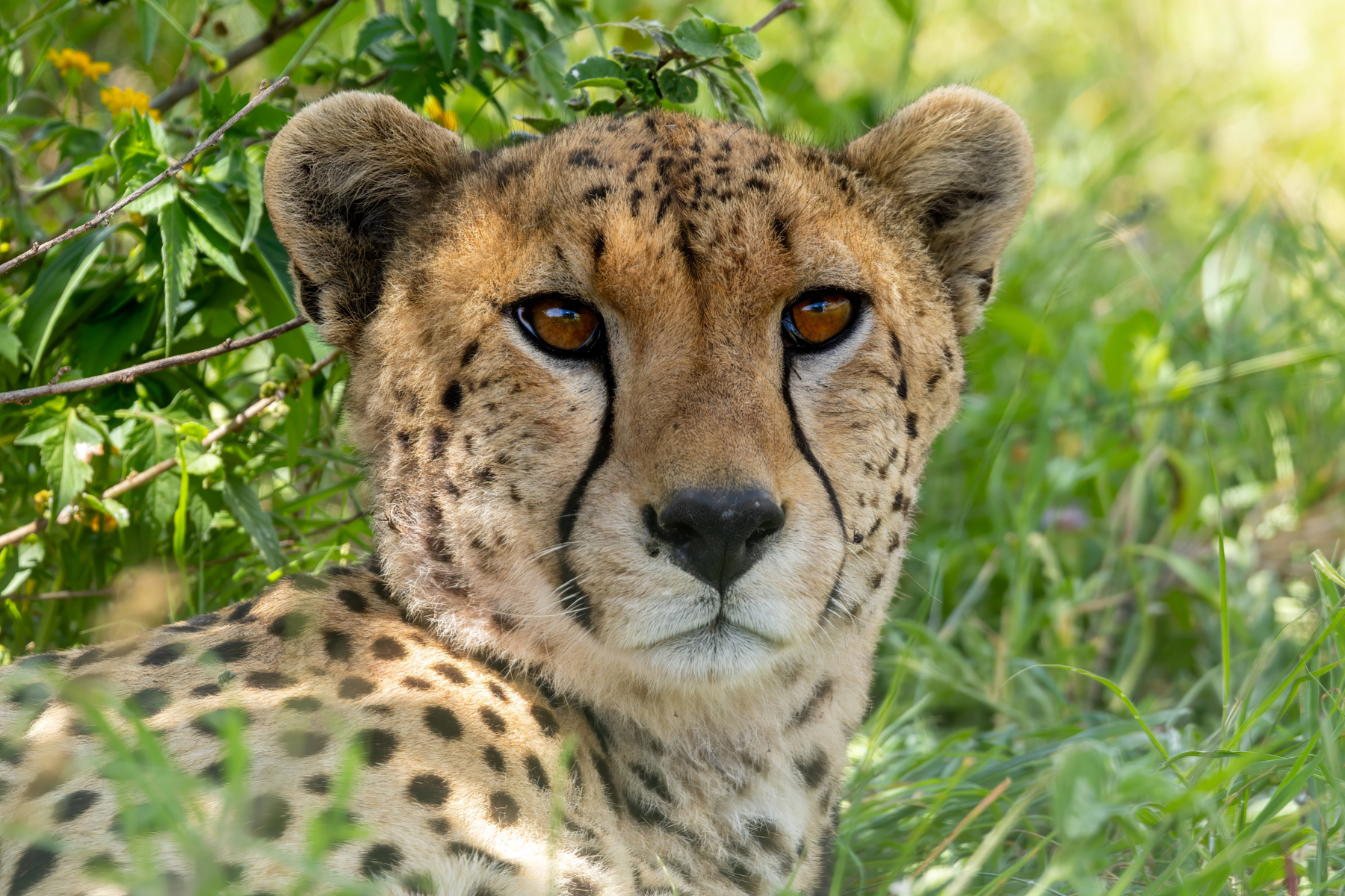 Cheetah (image by Nik Borrow)
