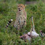 Cheetahs (image by Nik Borrow)