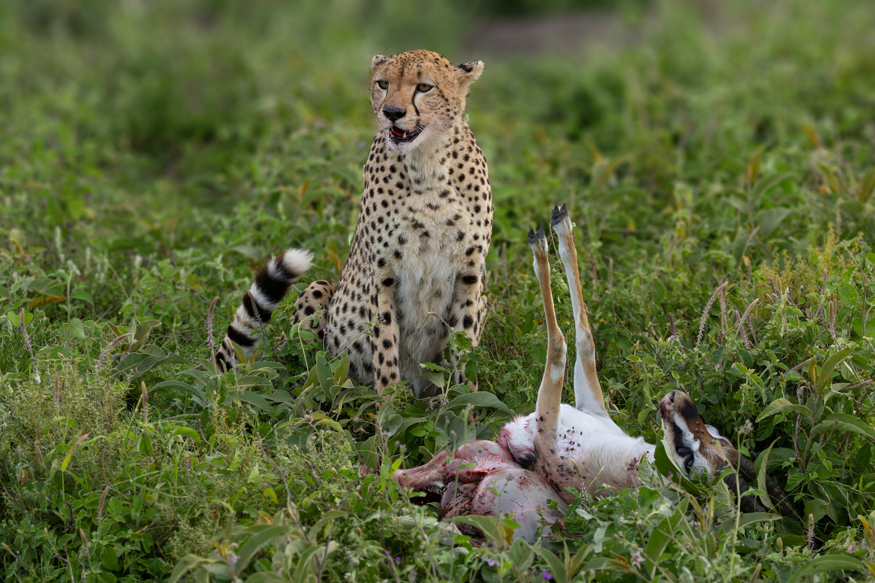 Cheetahs (image by Nik Borrow)