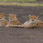 Cheetahs (image by Nik Borrow)