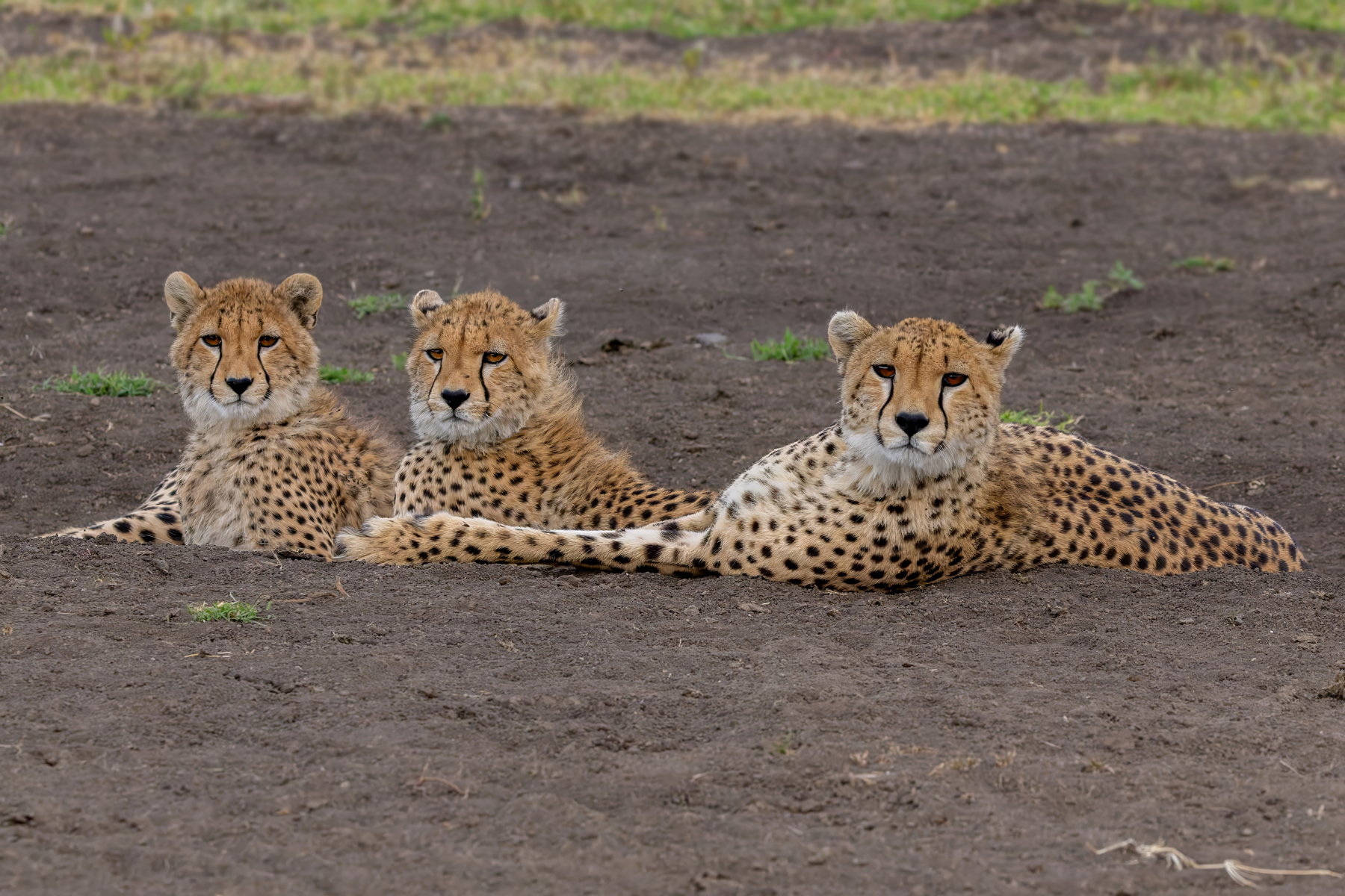 Cheetahs (image by Nik Borrow)