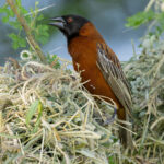 Chestnut Weaver (image by Nik Borrow)