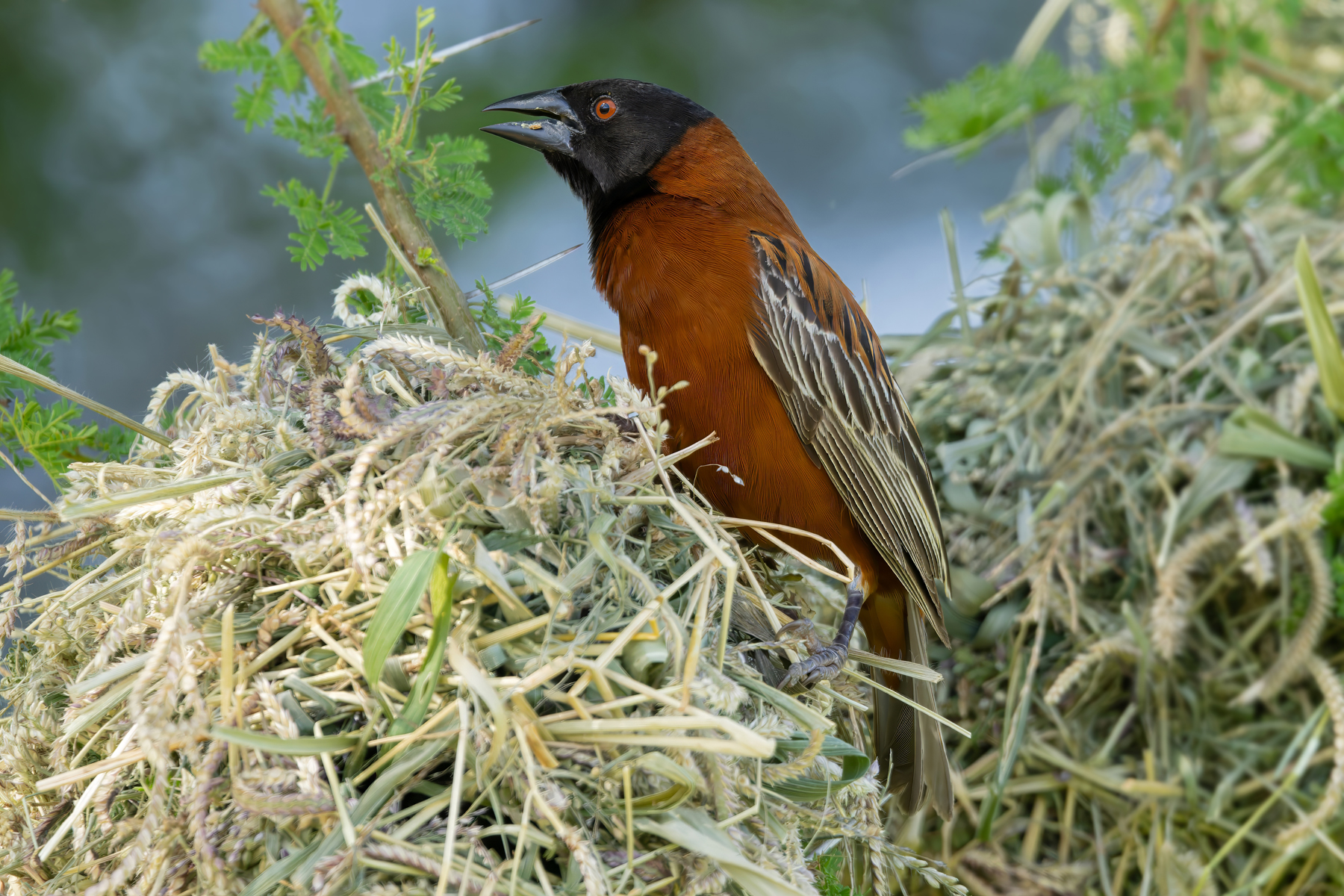 Chestnut Weaver (image by Nik Borrow)
