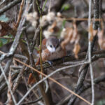 Chestnut-backed Thornbird (image by Leo Garrigues)