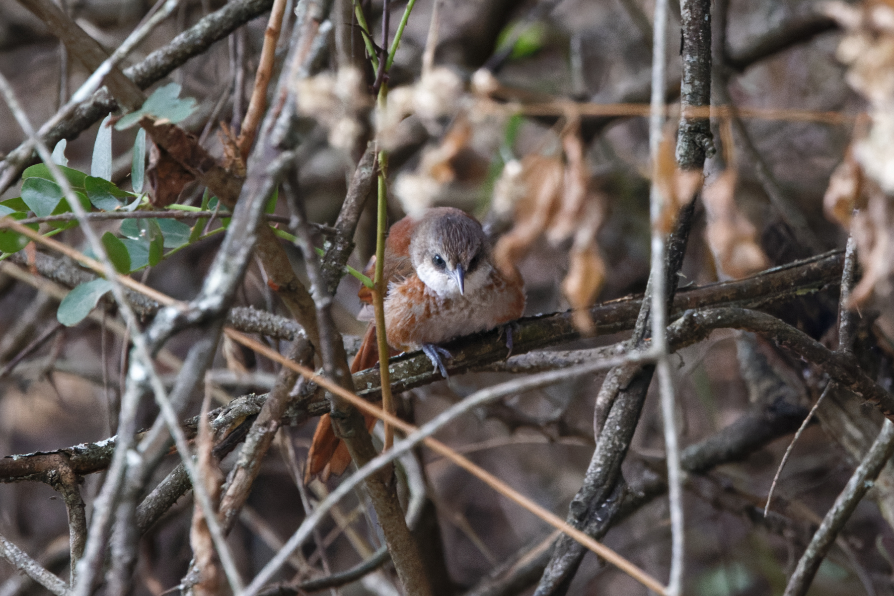 Chestnut-backed Thornbird (image by Leo Garrigues)