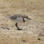 Chestnut-banded Plover (image by Mark Beaman)