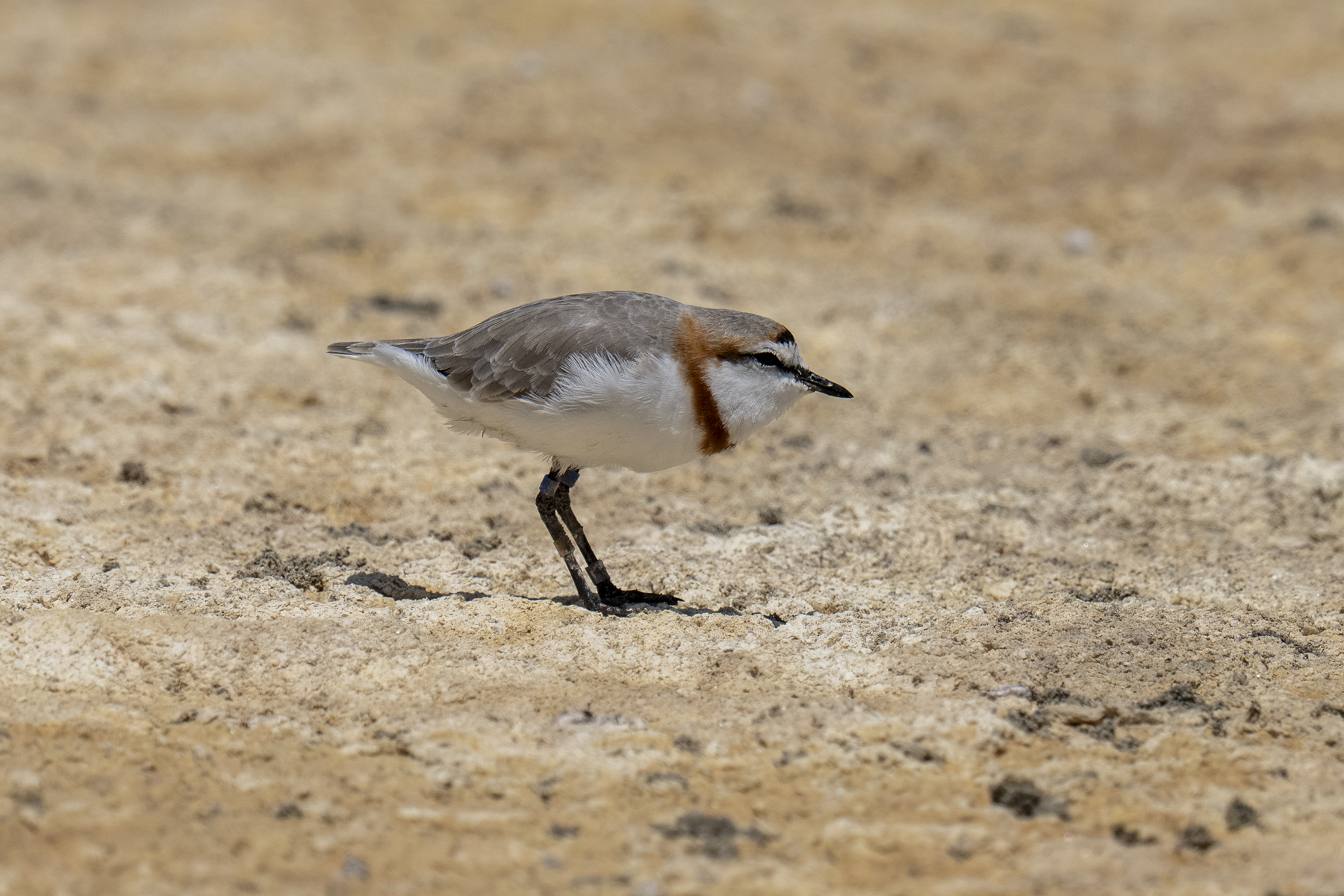 Chestnut-banded Plover (image by Mark Beaman)