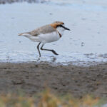 Chestnut-banded Plover (image by Nik Borrow)