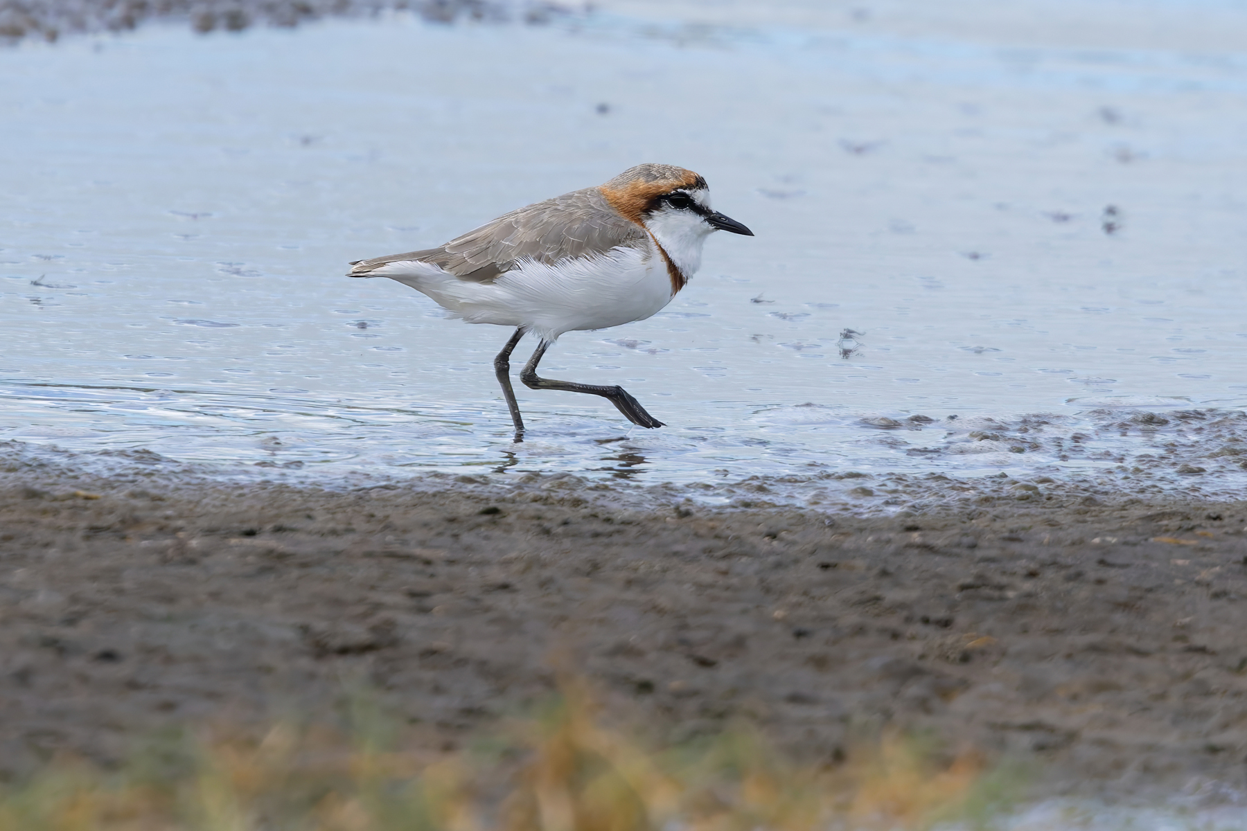Chestnut-banded Plover (image by Nik Borrow)