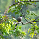 Chestnut-bellied Cuckoo (image by Eustace Barnes)