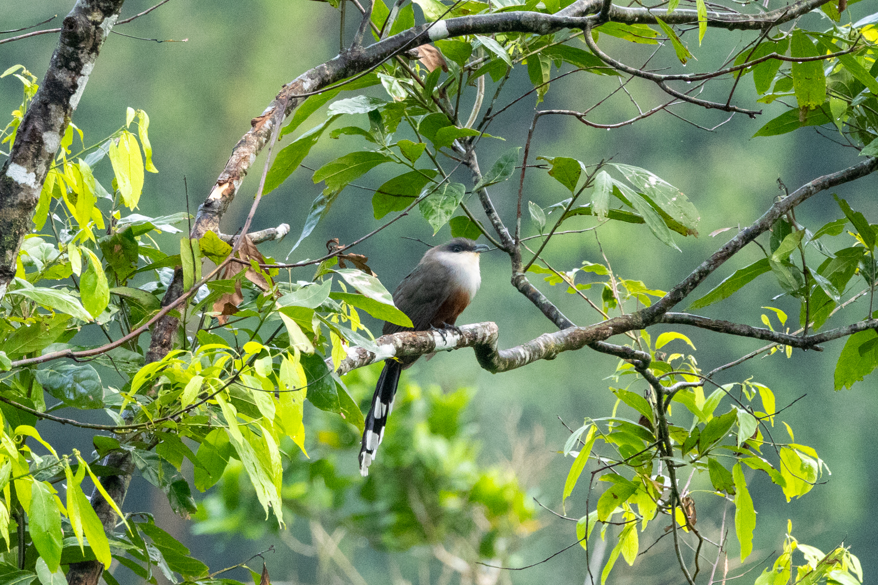 Chestnut-bellied Cuckoo (image by Eustace Barnes)