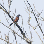 Chestnut-bellied Rock Thrush (image by Dani Balla)