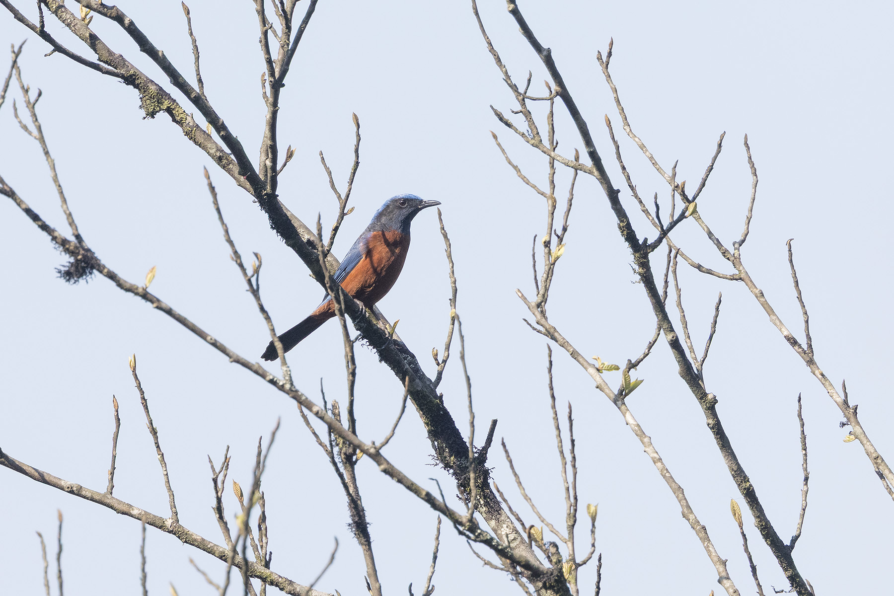 Chestnut-bellied Rock Thrush (image by Dani Balla)