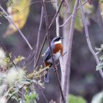 Chestnut-breasted Mountain Finch (image by Leo Garrigues)