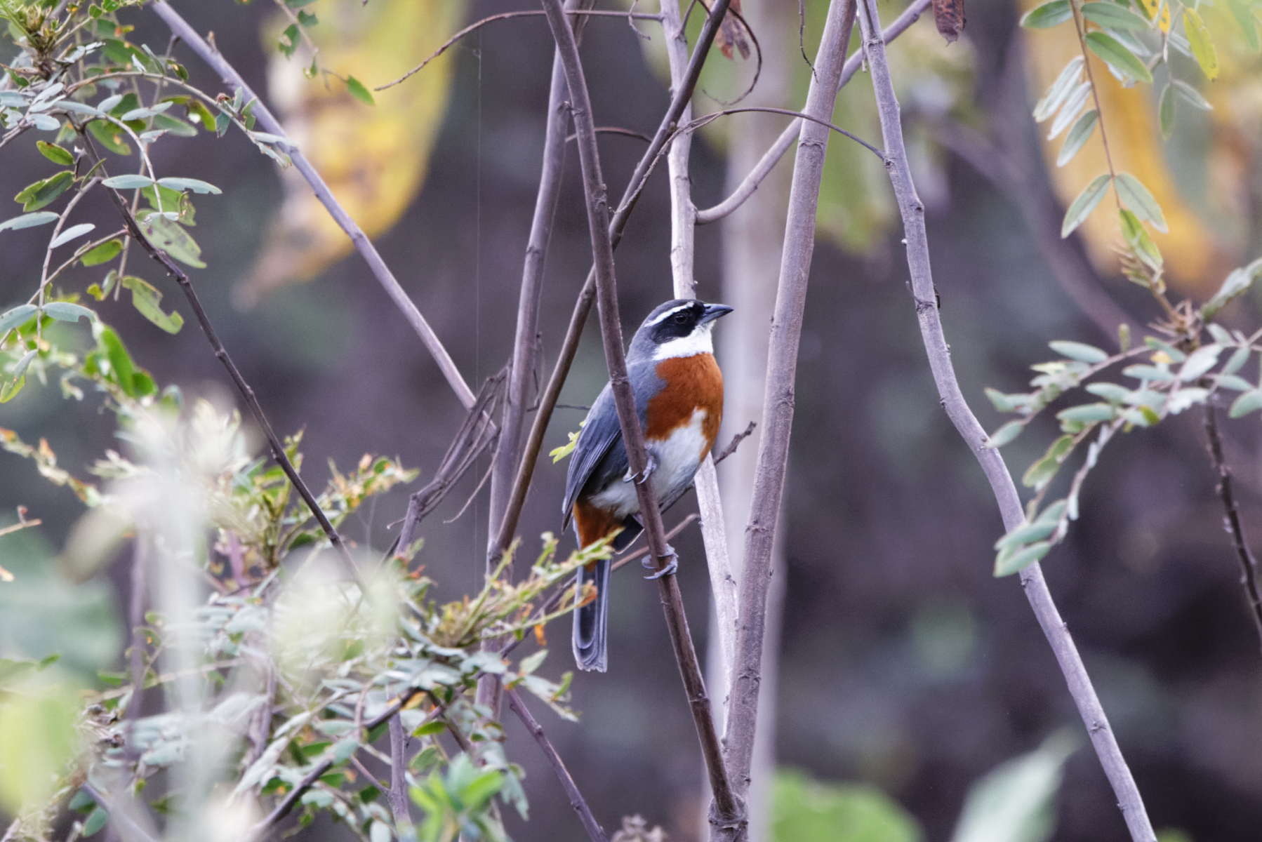 Chestnut-breasted Mountain Finch (image by Leo Garrigues)