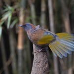 Chestnut-crowned Laughingthrush (image by Mike Watson)