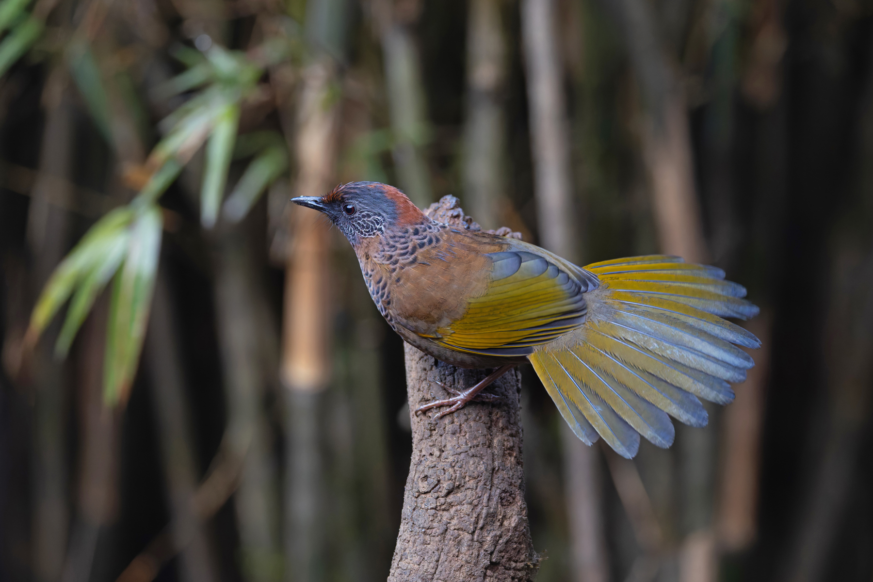 Chestnut-crowned Laughingthrush (image by Mike Watson)