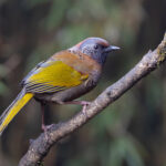 Chestnut-crowned Laughingthrush (image by Mike Watson)