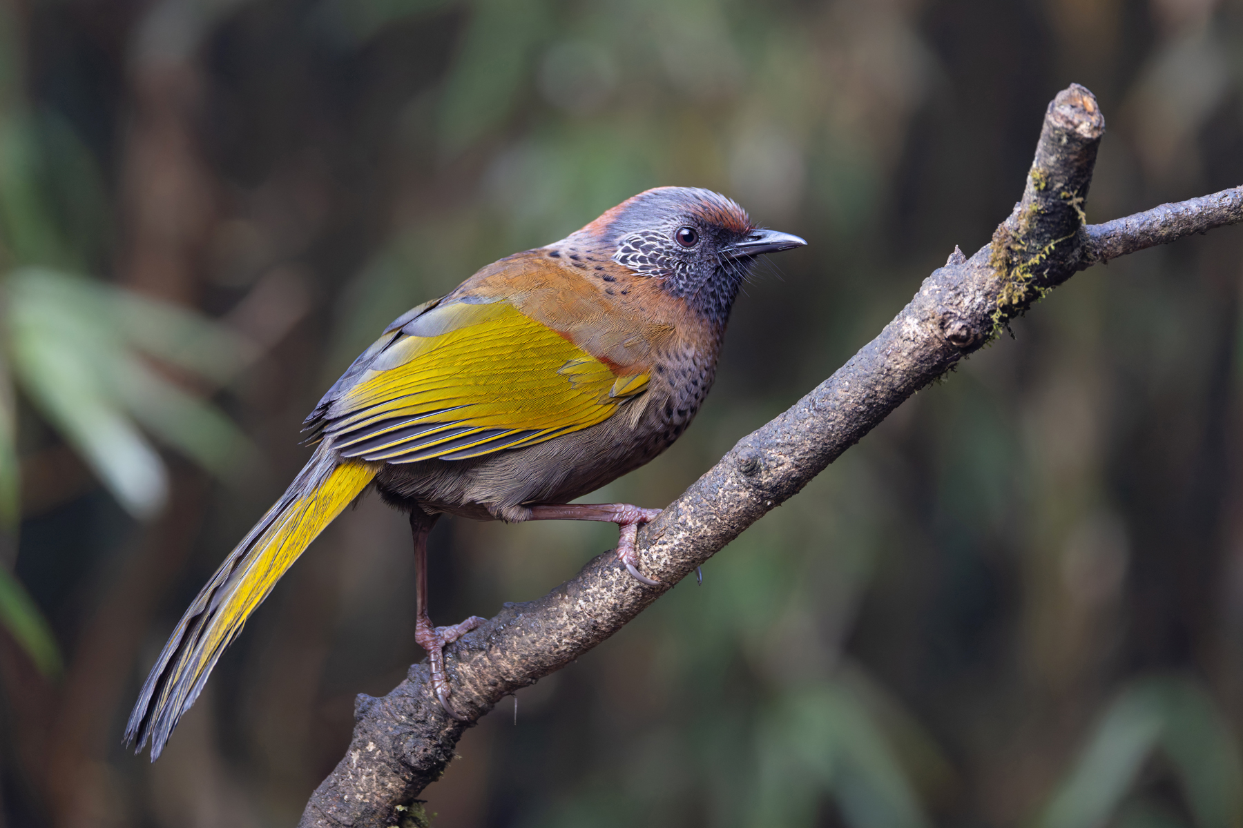 Chestnut-crowned Laughingthrush (image by Mike Watson)