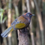 Chestnut-crowned Laughingthrush (image by Mike Watson)