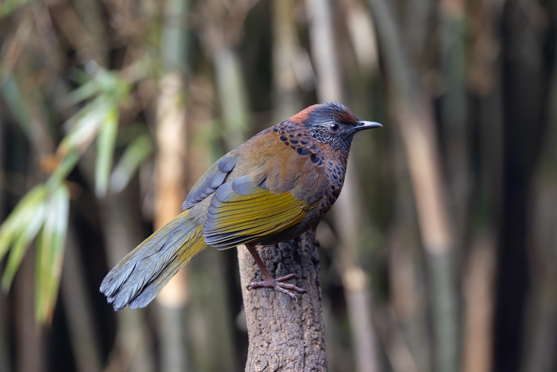 Chestnut-crowned Laughingthrush (image by Mike Watson)