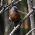 Chestnut-crowned Laughingthrush (image by Mike Watson)