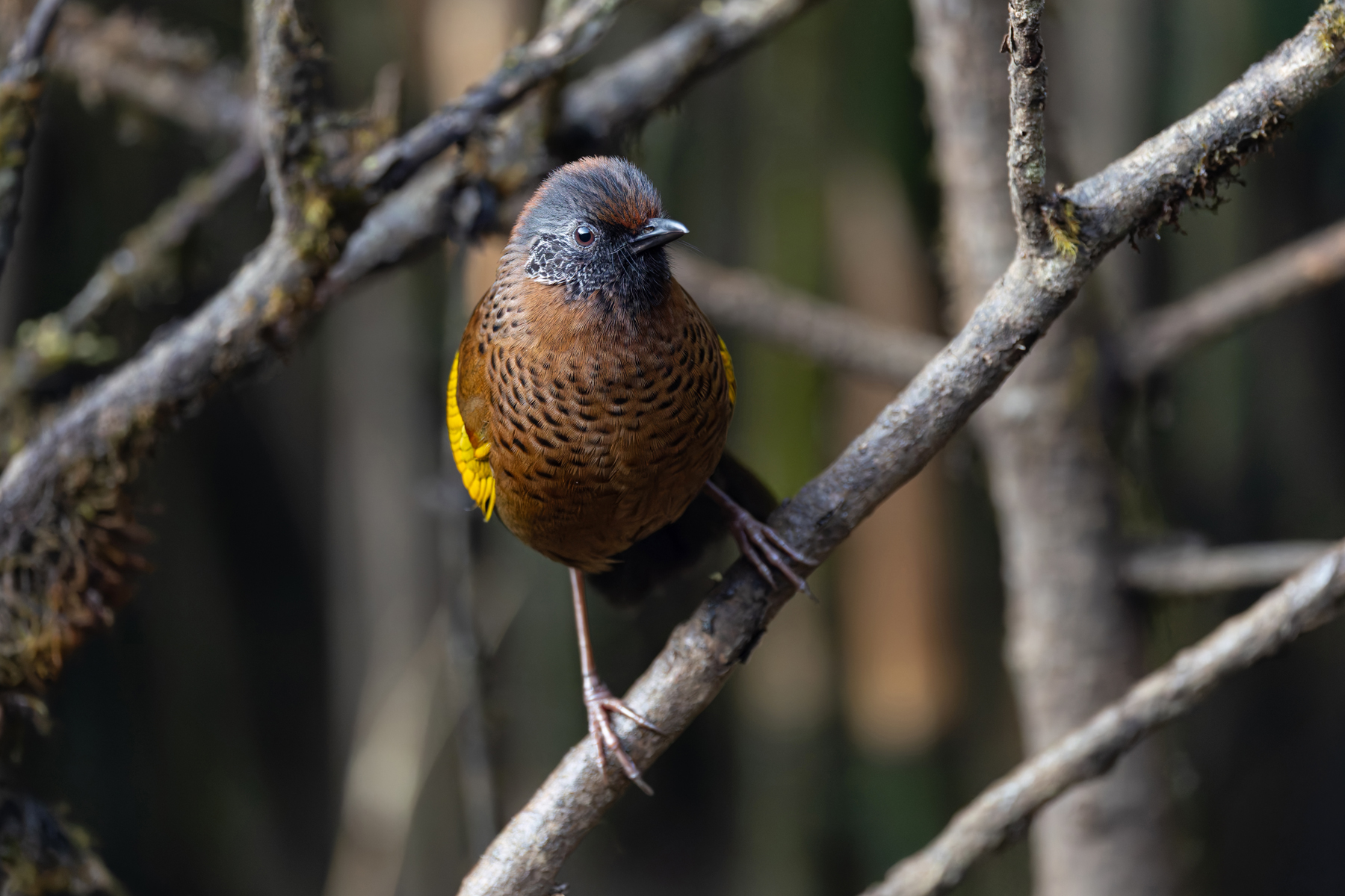 Chestnut-crowned Laughingthrush (image by Mike Watson)