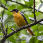 Chorister Robin-Chat (image by Mark Beaman)