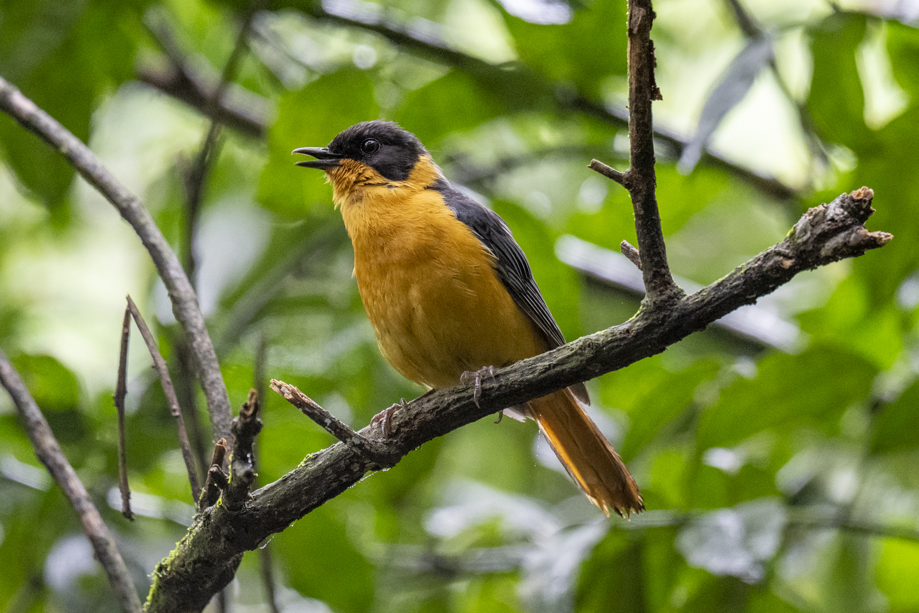 Chorister Robin-Chat (image by Mark Beaman)