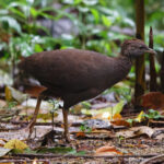 Cinereous Tinamou (image by Leo Garrigues)