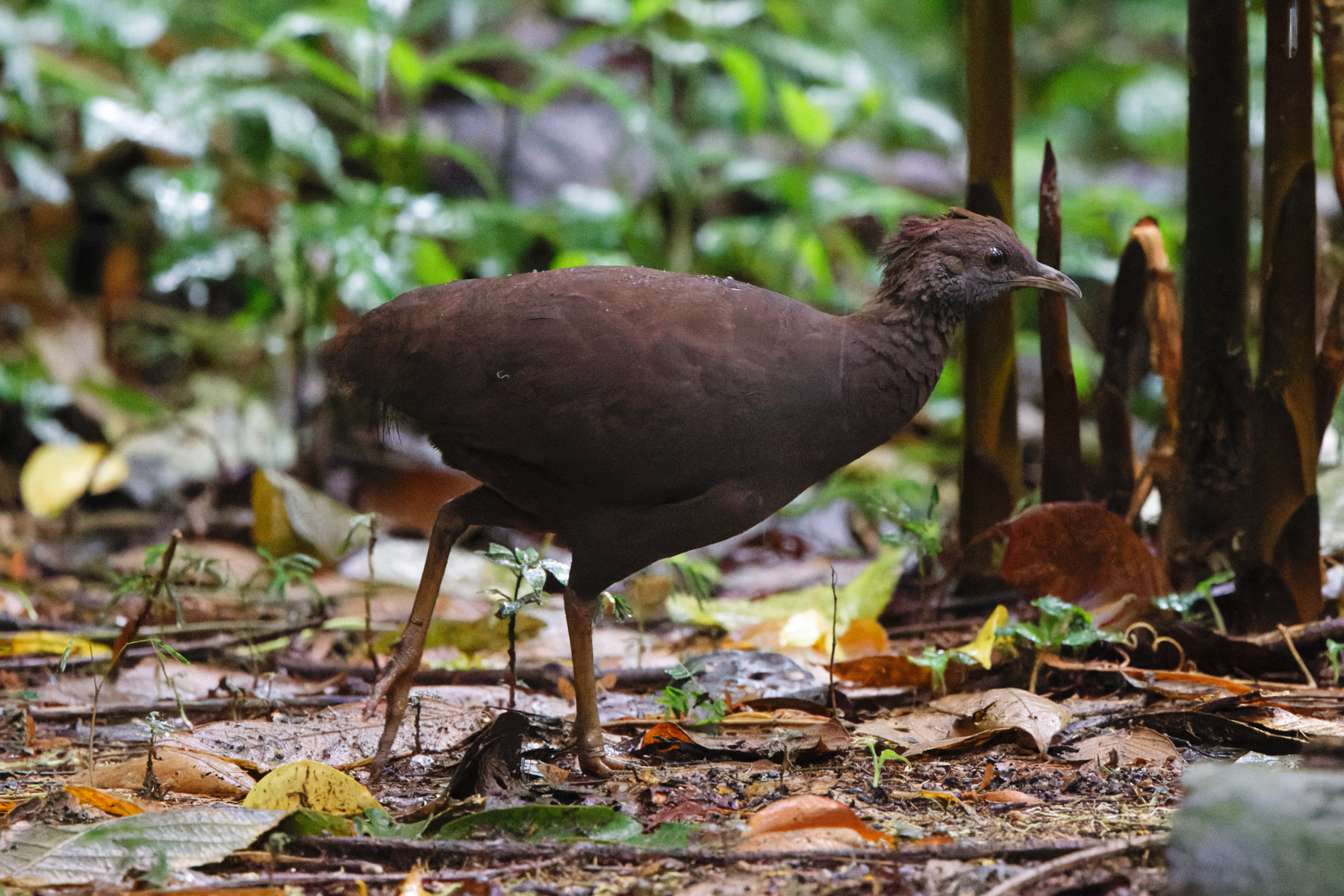 Cinereous Tinamou (image by Leo Garrigues)