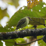Cinnamon-faced Tyrannulet (image by Leo Garrigues)