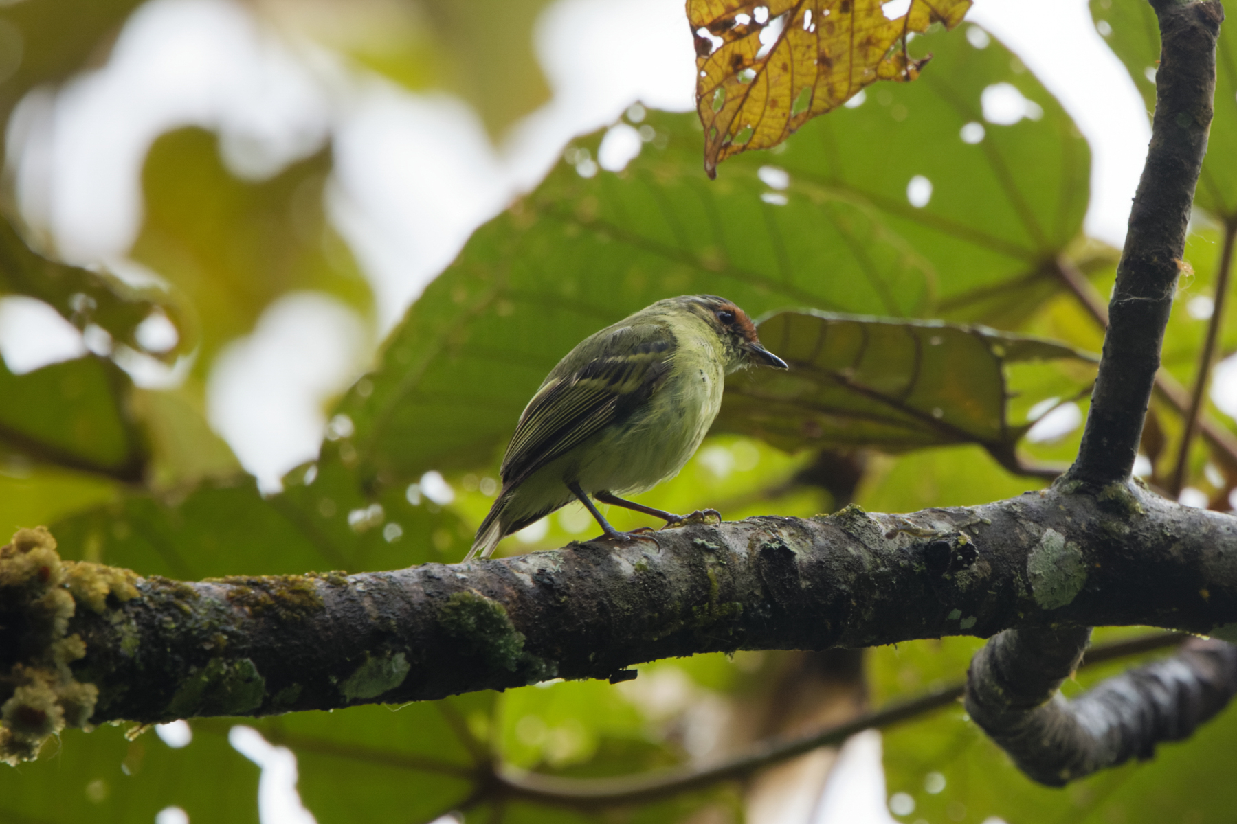 Cinnamon-faced Tyrannulet (image by Leo Garrigues)